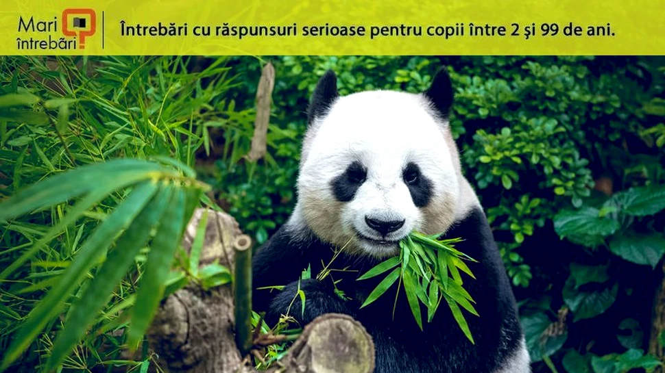 De ce au urşii panda blana albă cu negru?
