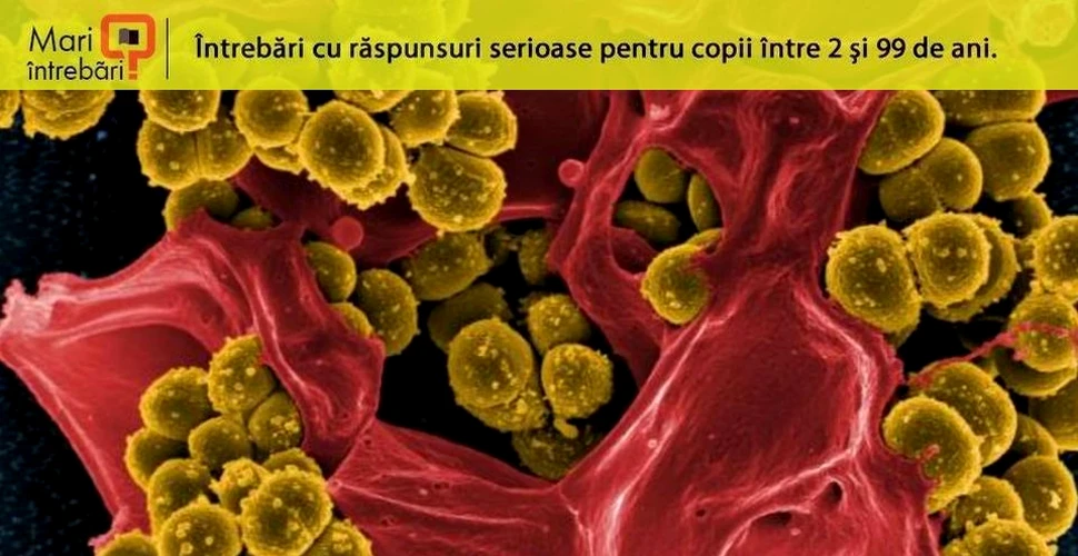 Ce este celulita infecţioasă?