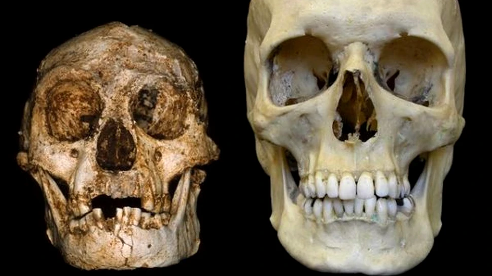 Craniul de “hobbit” descoperit in Indonezia nu este uman