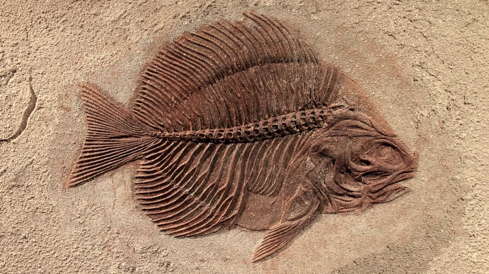 Istoria primelor vertebrate, rudele noastre foarte îndepărtate, a fost scoasă la iveală. De unde provin acestea