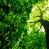 Copacii sensibili la căldură migrează la altitudini mai mari, „fugind” de schimbările climatice