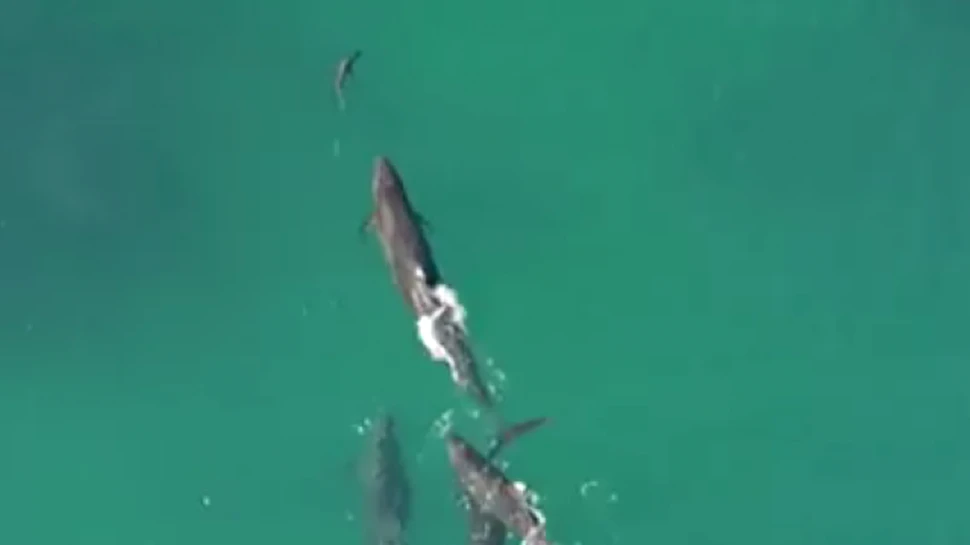 O dronă a surprins un moment incredibil. Mai multe balene urmăresc un rechin – FOTO+VIDEO