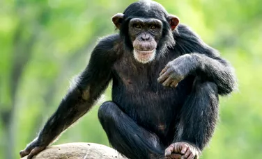 Prima dovadă că până și cimpanzeii trec prin menopauză