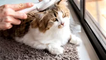 Pisicile și stăpânii lor împărtășesc o conexiune hormonală care poate îmbunătăți starea de spirit