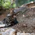 Misterioasa pisică-vulpe corsicană este o specie unică