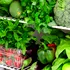 Câte alimente de origine vegetală ar trebui să mâncăm pe săptămână?