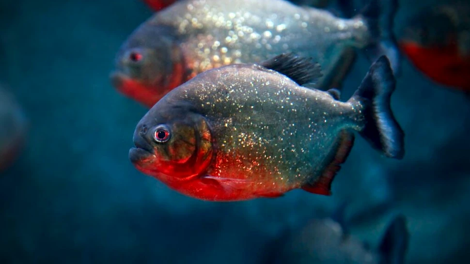 Cât de repede poate un pește piranha să devoreze un câine?