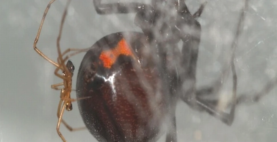 Păianjenii masculi preferă femelele sătule