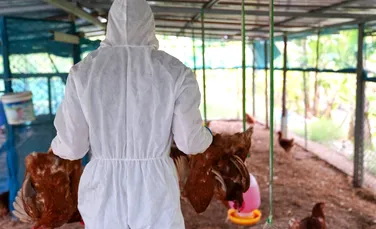 Nivel de alertă ridicat în Franța pentru gripa aviară