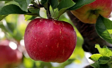Acesta să fie începutul unei noi ere a fructelor modificate genetic?! Un nou soi de mere care nu se strică vor ajunge în curând pe piaţă