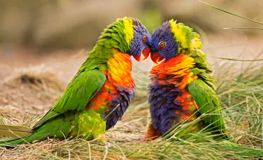 Papagalii au fost învățați să efectueze apeluri video. Ce au încercat să afle cercetătorii?