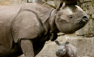 Rinocerii si elefantii Indiei sunt periclitati de inundatii si braconieri