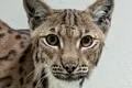 Un râs carpatin în vârstă de 3 ani, cel mai nou „locatar” de la Grădina Zoologică Brașov