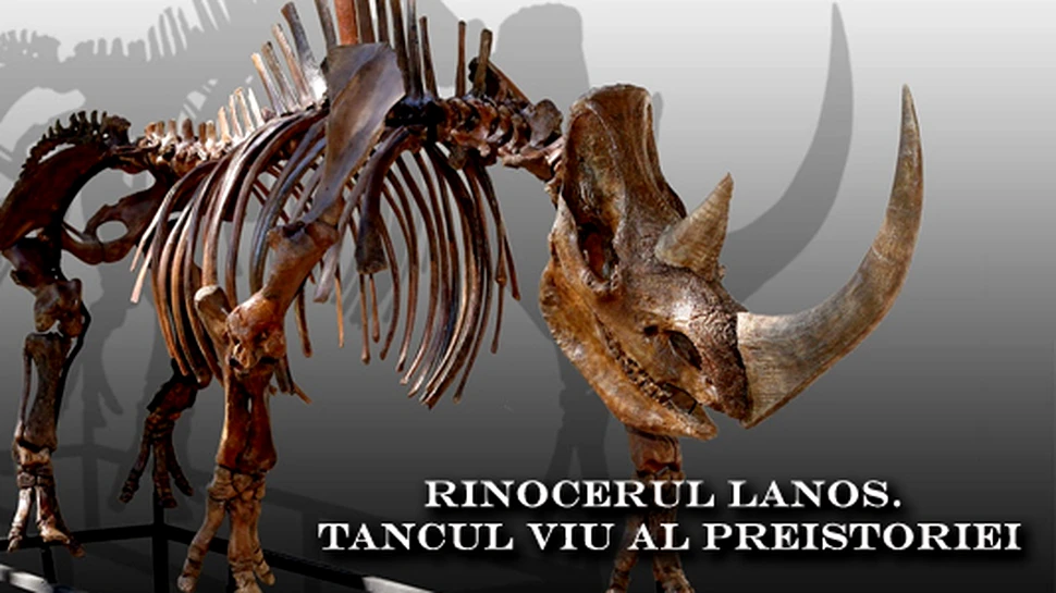 Rinocerul lanos. Tancul viu al Preistoriei