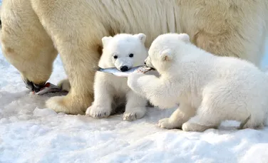 Test de cultură generală. Ce gust are laptele de urs polar?