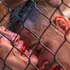 Modă ciudată în Rusia: bărbații se automutilează ca să aibă urechi de luptători MMA