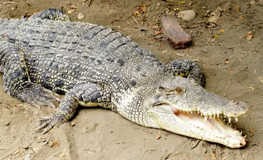 Solzii de crocodil sunt surprinzător de puternici, arată un studiu
