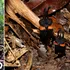 „Floarea diavolului”, o nouă specie descoperită în Thailanda. De ce este specială?