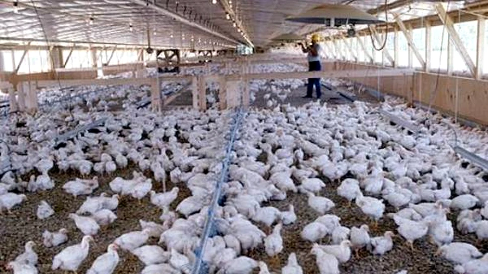 Gripa aviara invinsa de un copil din Bangladesh