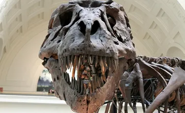 Cel mai mare şi mai bătrân Tyrannosaurus rex de până acum a fost descoperit. ”A avut o viaţă violentă”
