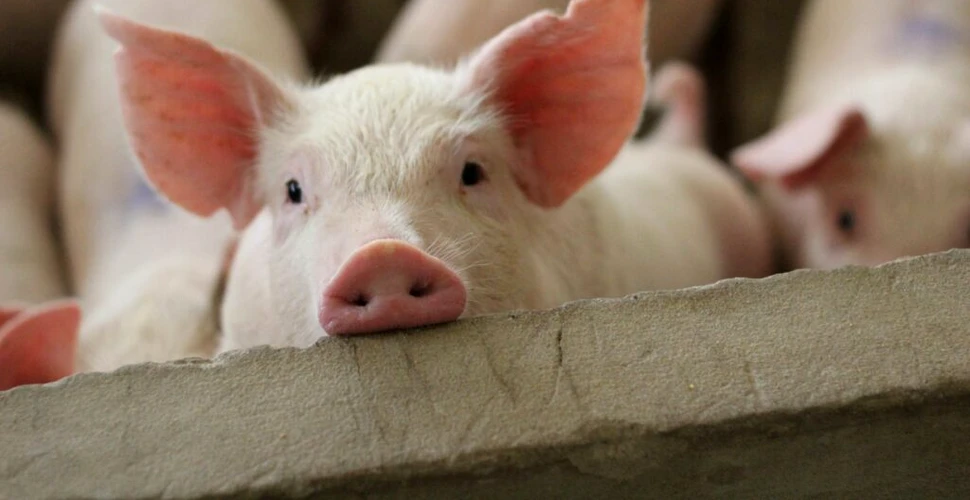 România stă mai prost la carnea de porc decât se estima