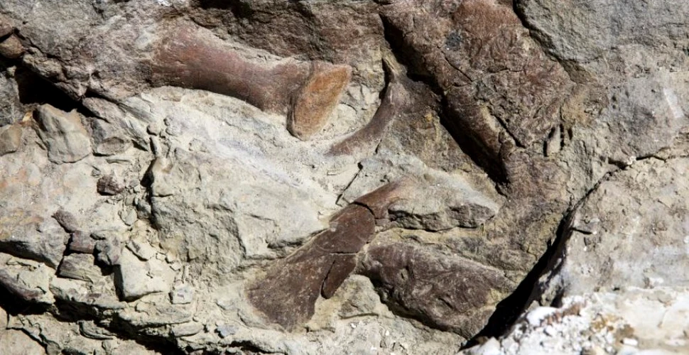 Descoperire paleontologică uimitoare: una dintre cele mai bine conservate fosile de Tyrannosaur a fost excavată din sud-vestul Statelor Unite