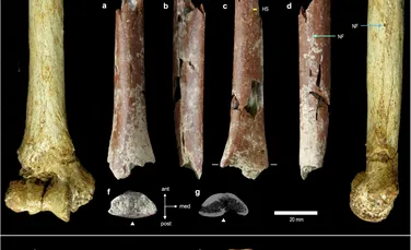 Un os incredibil de mic ar putea rezolva un mister din arborele genealogic al oamenilor