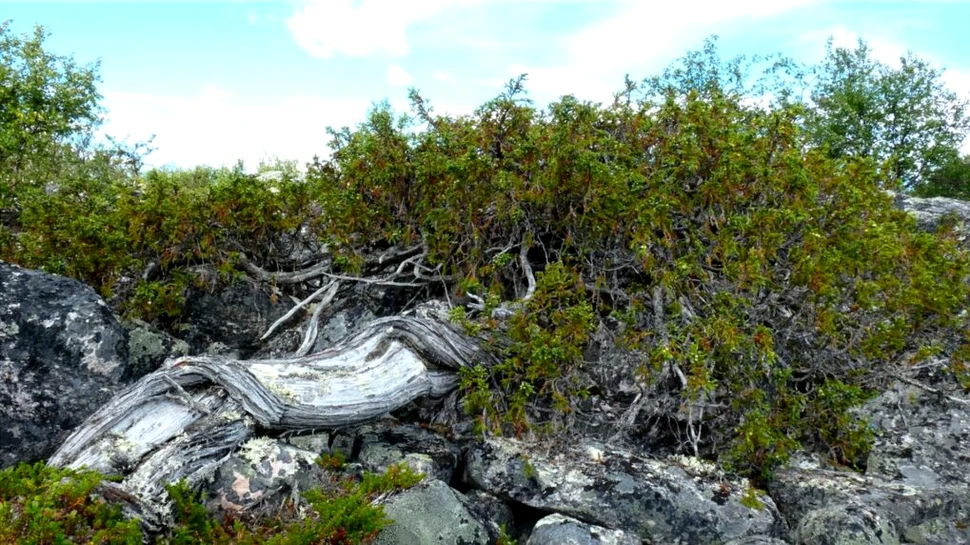 A fost descoperit cel mai bătrân ienupăr din lume. Cât de vechi este coniferul?