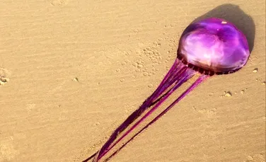 Un „monstru violaceu” a fost găsit pe o plajă din Australia. Specialiştii nu ştiu cu precizie despre ce animal e vorba