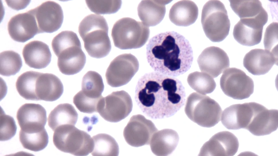 Mecanismul care protejează „izvorul tinereții” al sângelui a fost descoperit de oamenii de știință