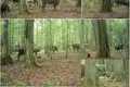 Pentru prima dată, lupii au fost filmați vânând zimbri într-o pădure europeană străveche