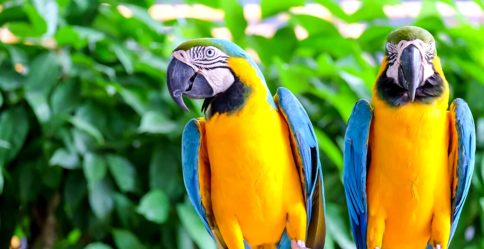 De ce trăiesc papagalii atât de mult? Secretul longevității lor, potrivit unui studiu