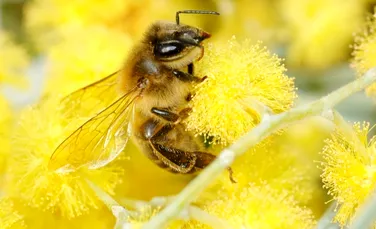 Efectele catastrofale ale dispariţiei albinelor