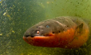 Descoperire inedită: anghila electrică, peştele care curentează, poate sări din apă pentru atac – FOTO+VIDEO