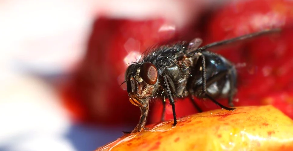 O femeie s-a întors din vacanţă cu o larvă de muscă ce ”şi-a făcut casa” în fruntea ei