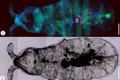 Microplastice descoperite în corpul unui animal care trăiește pe una dintre cele mai izolate insule din lume