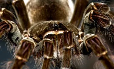 Cel mai mare păianjen din lume: cum arată „monstrul păros” din pădurile ecuatoriale ale Americii de Sud?