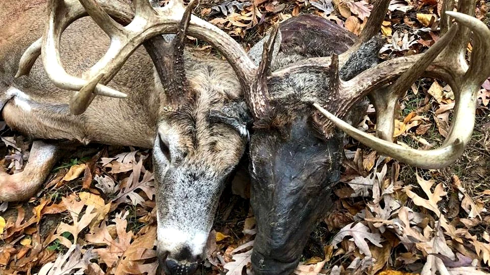 Un om din SUA a vânat un cerb cu ”două capete” – FOTO