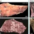 Măcelarii neanderthalieni din peșteri diferite aveau specializări diferite