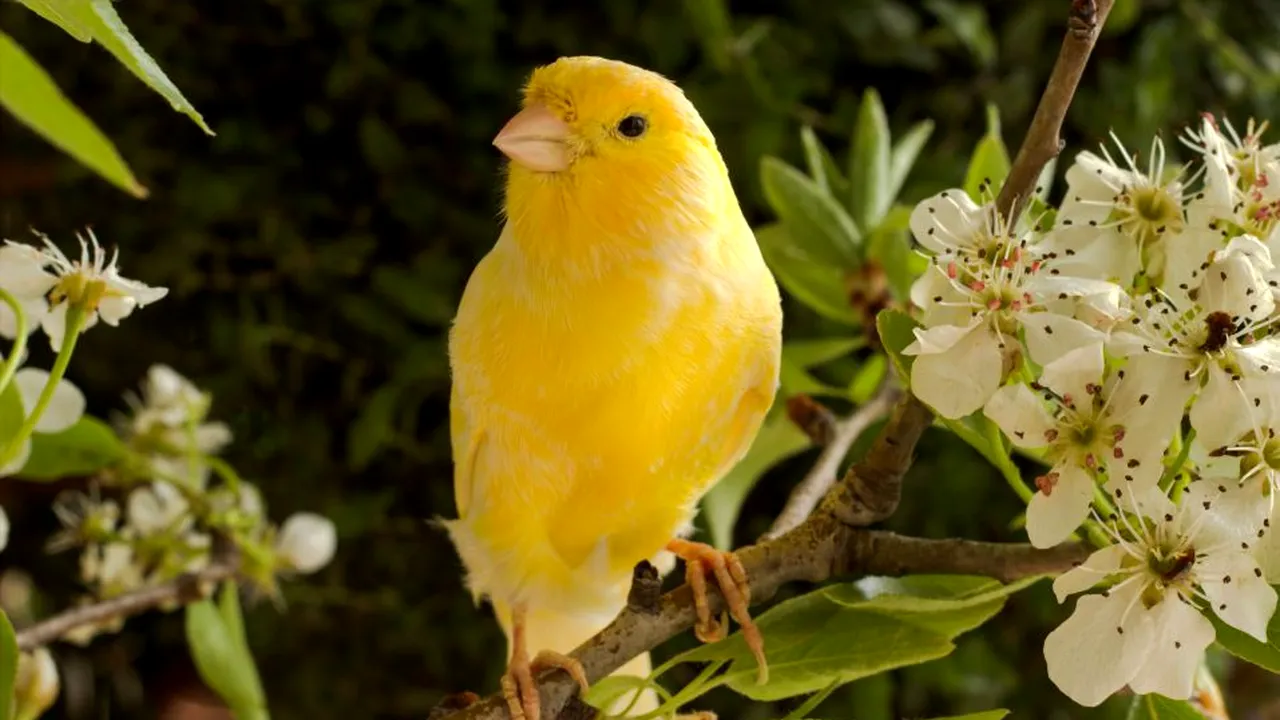 1-bird 