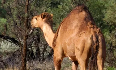 Australienii vor omorî peste 1 milion de cămile sălbatice pentru a proteja mediul
