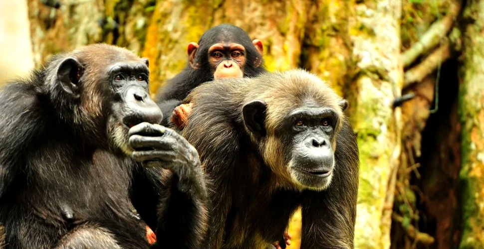 Suntem mai apropiaţi de cimpanzei decât credem: două studii de amploare susţin că cimpanzeii sunt altruişti la fel ca omul