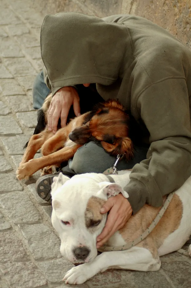 Adesea, câinii maidanezi tânjesc după afecţiunea oamenilor la fel precum câinii de rasă.