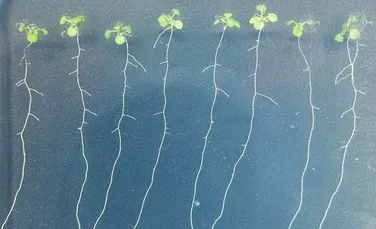Cum știu plantele atunci când sunt „sătule”? Cercetătorii au descoperit un mecanism uimitor!