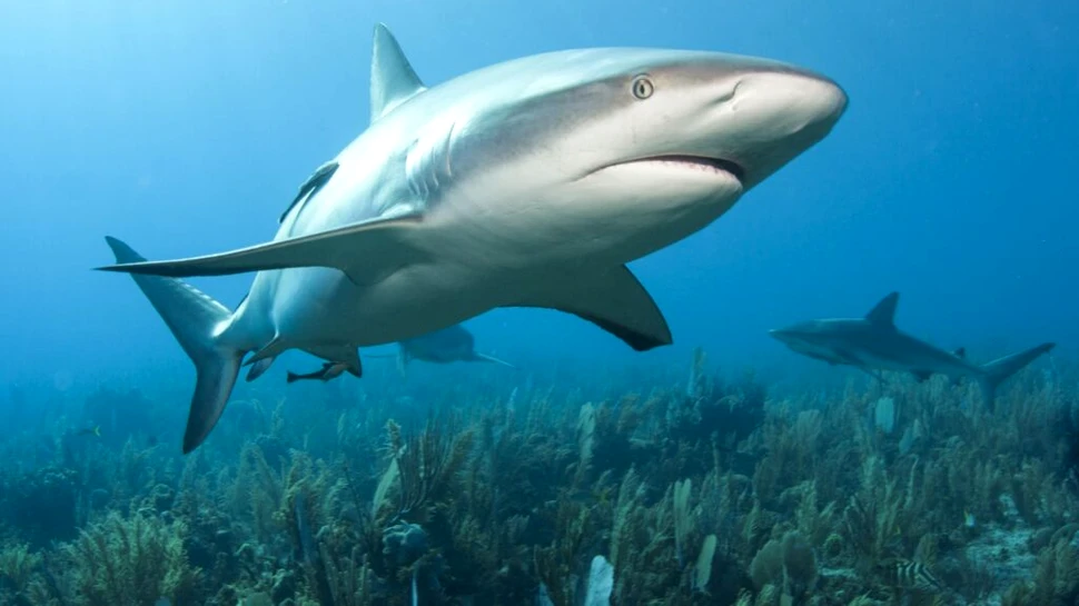 Rechinii, specie care există pe acest Pământ de peste 400 de milioane de ani, încep să aibă probleme cu dinții