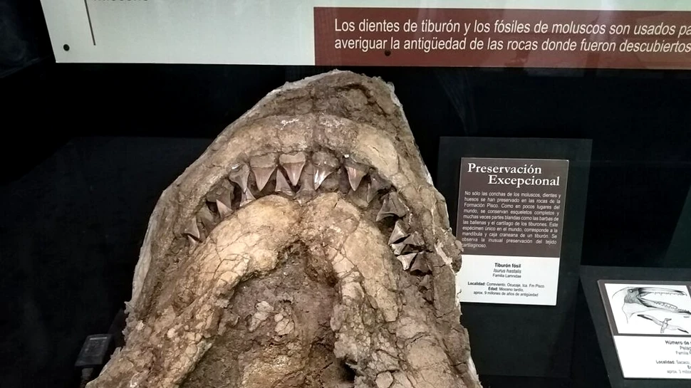 A fost descoperită o fosilă veche de 9 milioane de ani a unui strămoș colosal al Marelui Rechin Alb