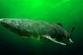 Rechinul de Groenlanda, gigantul toxic și aproape orb din adâncurile reci ale oceanelor