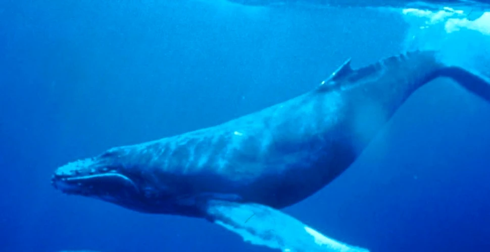 O fosilă veche de 36 de milioane de ani oferă informaţii cruciale privind evoluţia balenelor