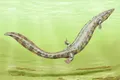 Fosile vechi de 300 de milioane de ani dezvăluie că primele vertebrate ajunse pe uscat nu erau ceea ce credeam, susțin cercetătorii
