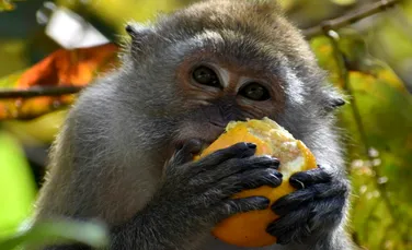 Consumul de alcool la animale ar fi mai frecvent decât s-a crezut până acum